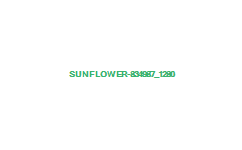 sunflower-834987_1280